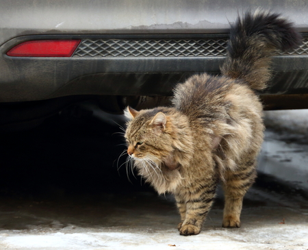 Shaggy cat at the bumper of the carの写真素材