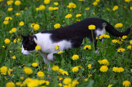 Black and white cat among yellow dandelions on green grassの写真素材