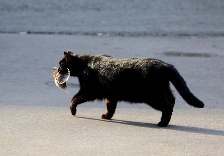 Black cat with sparrowの写真素材