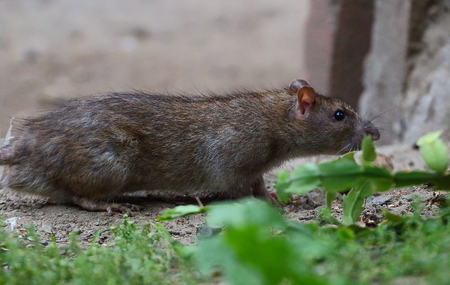 City rat sneaks around sniffingの写真素材