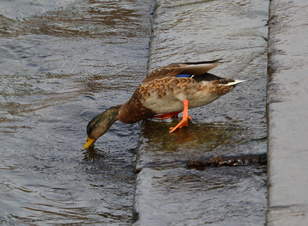 Wild duck carefullyの写真素材