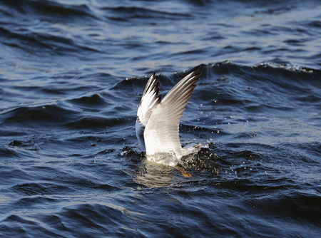 The seagull dives for prey