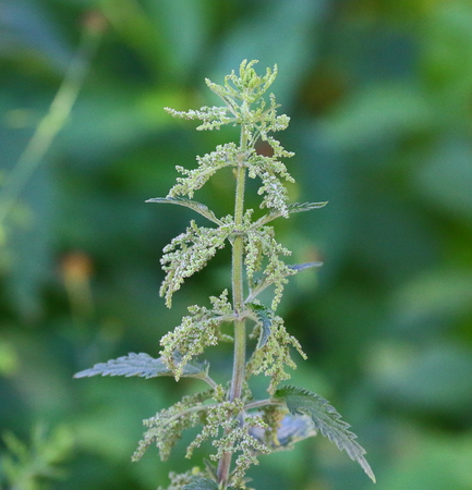 Young fresh green nettleの写真素材