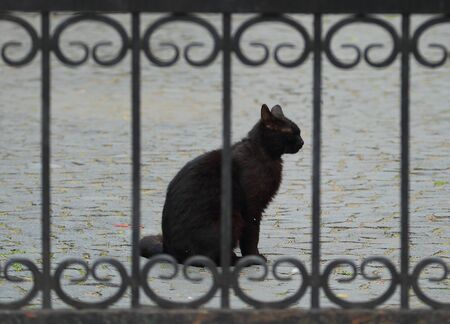 Black cat sits behind the barred gateの写真素材