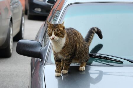 Cat sweeps the windshield of a carの写真素材