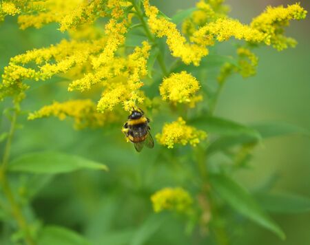 Wild bee on a yellow field flowerの写真素材