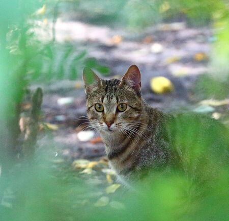 Portrait of a gray striped cat in green