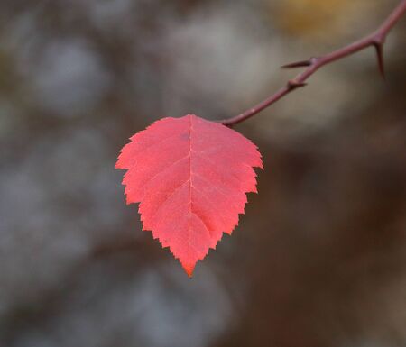 A single red leaf on a bare branch of an autumn tree