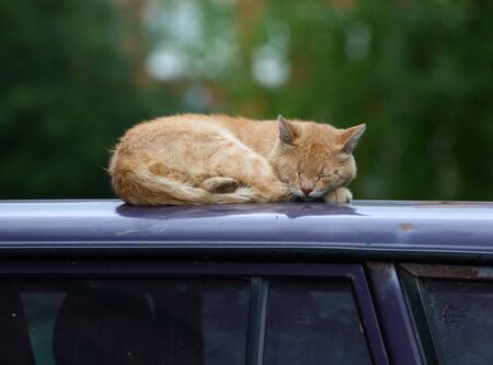 Sleeping ginger catの写真素材