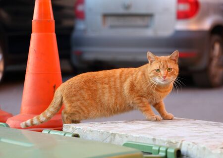 Street thick red cat next to the barrage orange coneの写真素材