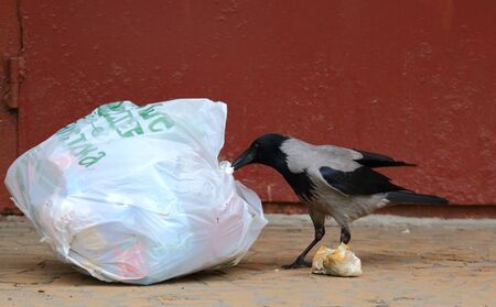 A crow takes food out of a plastic bag with household wasteの写真素材