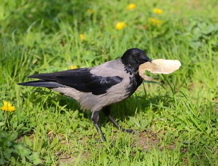 A crow in the green grass with a piece of bread in its beakの写真素材
