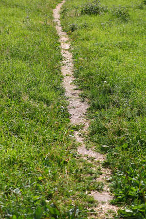 A well-trodden path in the green grass