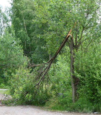 A tree with a broken trunk near a dirt road