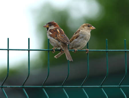 Sparrows sit on a green lattice fenceの写真素材