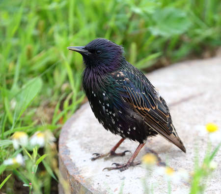 A Starling sits on a gray concrete slab in the green grassの写真素材