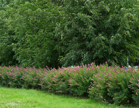 A row of green trees and bushes with flowers in the Park