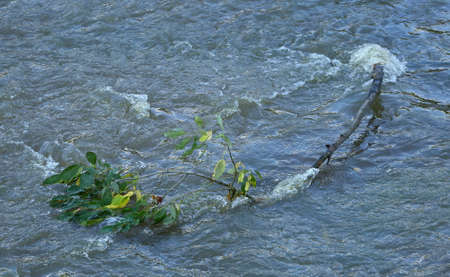 A broken tree branch with leaves floats in the swirling water
