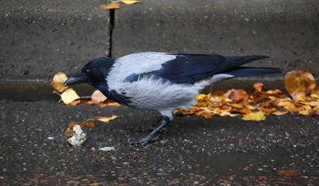 Crow in yellow leaves on the asphalt at the curb