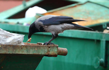 A crow pecks at food on the edge of a green dumpster