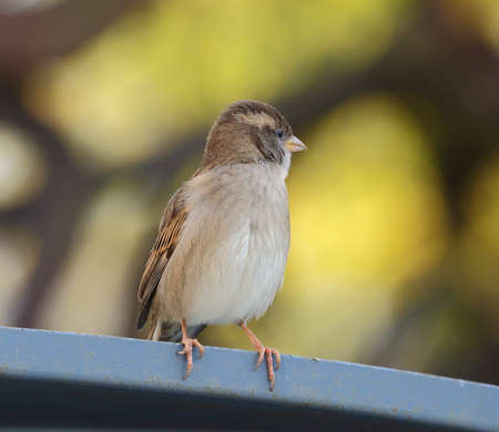 A Sparrow sits on the edge of a metal roofの写真素材
