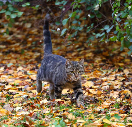 A gray young yellow eyed cat runs in the yellow autumn leaves with its tail upの写真素材