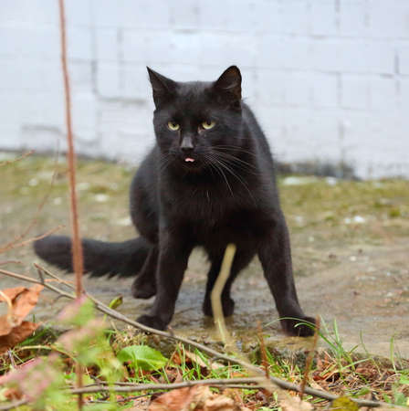 A black yellow-eyed cat with its tongue hanging outの写真素材