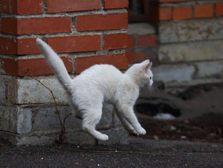 Playing white cat in a jump at a brick wallの写真素材