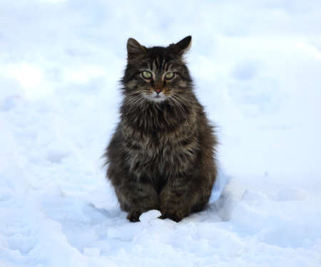 A gray fluffy cat sits on the white snowの写真素材