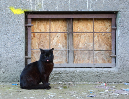 A black cat with its tongue hanging out sits by the basement windowの写真素材