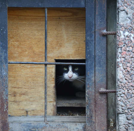 A black and white cat looks out of a basement windowの写真素材