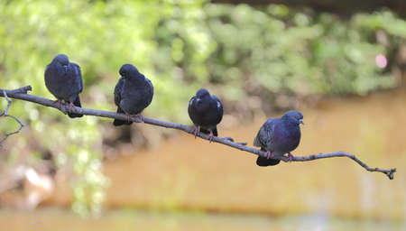 Four pigeons perch on one thin tree branch above a muddy riverの写真素材