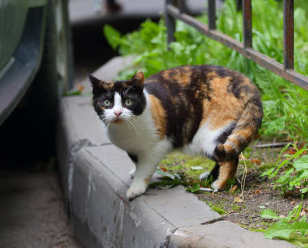 A multicolored cat is standing on the concrete lawn curbの写真素材