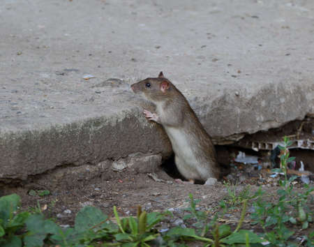 A wild rat crawls out of a hole under a concrete slabの写真素材