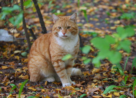 A red striped cat is sitting on fallen yellow leavesの写真素材