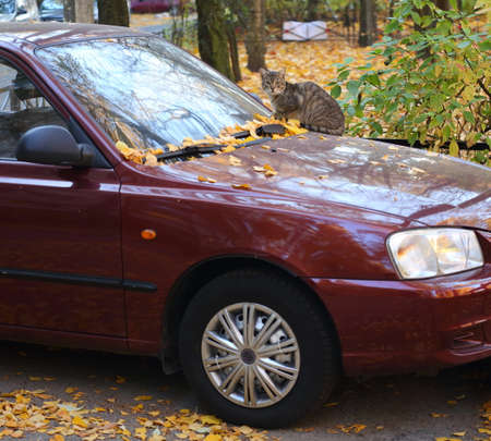 A gray tabby cat sits on the hood of a red car in yellow leavesの写真素材
