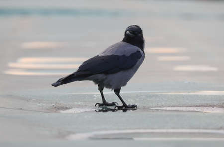 A crow sits on a gray surface with puddlesの写真素材