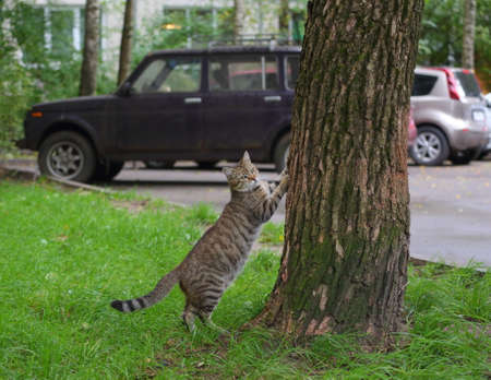 A gray striped cat sharpens its claws on the bark of a tree on the lawn in the yardの写真素材