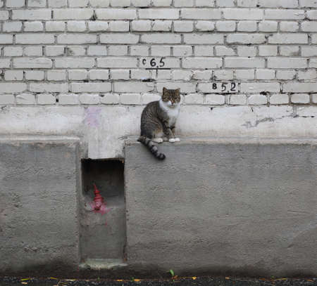 A gray tabby cat is sitting on a white brick wallの写真素材