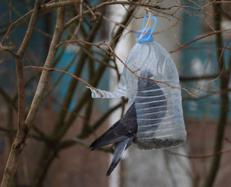 The pigeon climbed inside the feeder from a plastic bottleの写真素材