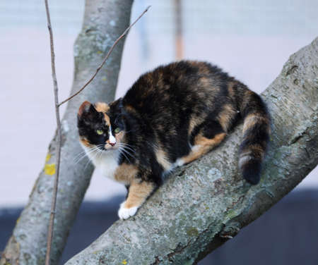A multicolored cat is sitting on a tree trunkの写真素材