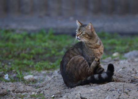 A gray tabby cat sitting on the ground looks attentively into the distanceの写真素材