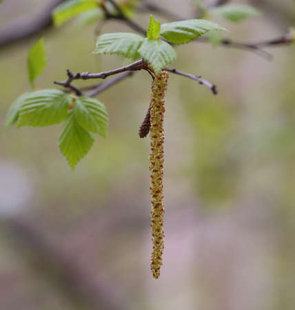 Spring birch earring with young leaves