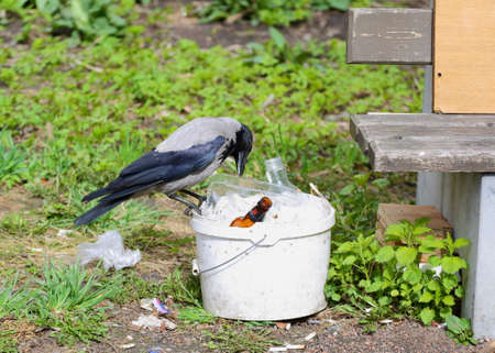 A crow sits on a white plastic trash can