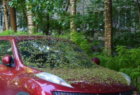 The windshield of a red car covered with greenery from trees