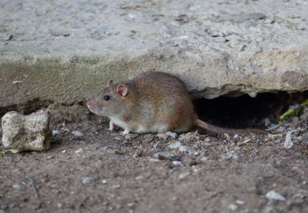 A wild rat near its burrow under a concrete slabの写真素材