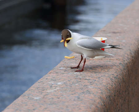 A seagull eats French fries on the granite fence of the embankmentの写真素材