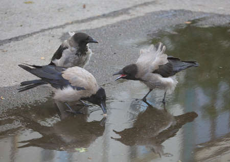Three crows near a puddle are arguing over a piece of foodの写真素材