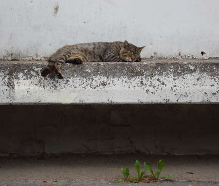 A gray cat sleeps on a white concrete wallの写真素材