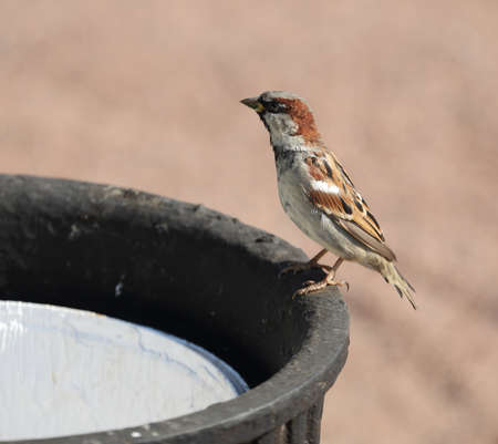A sparrow sits on the edge of an empty trash can
